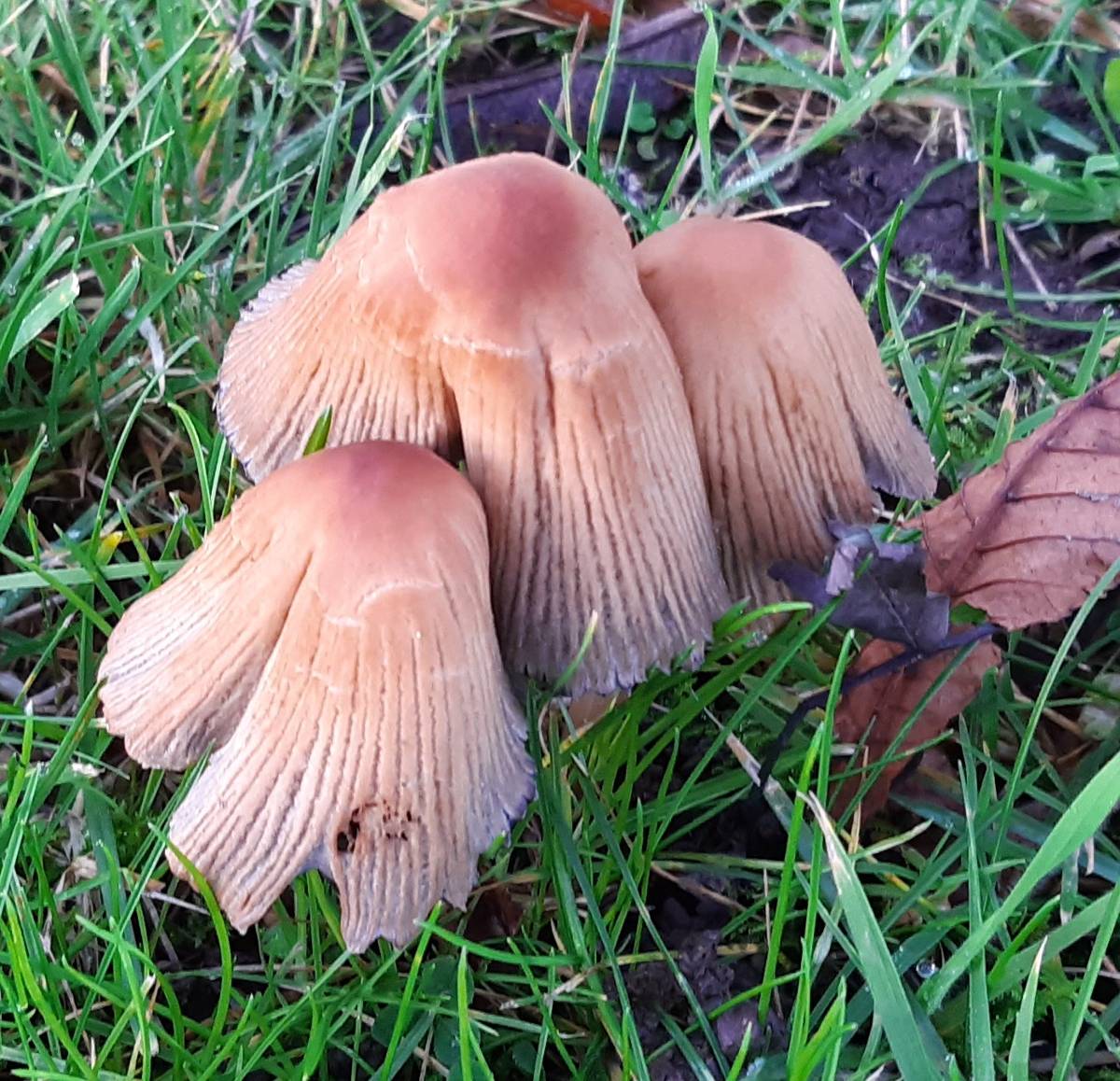 Mushrooms growing among grass (close up)