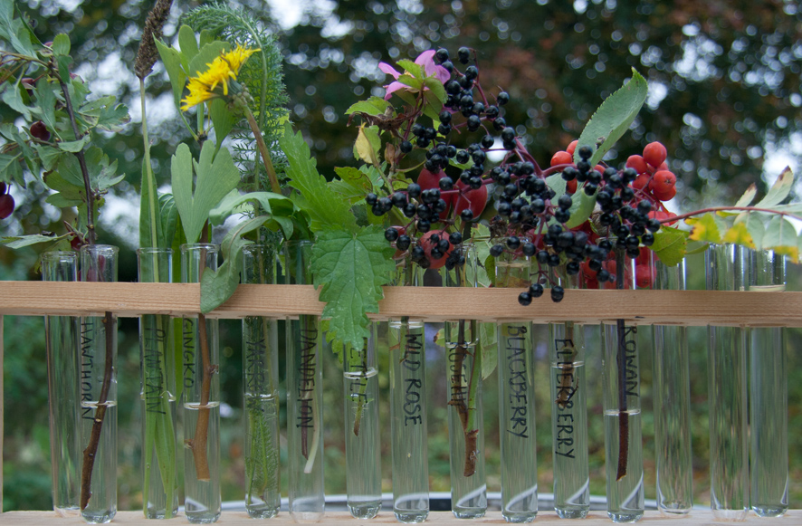 A row of test tubes with different plants, some with berries, standing in water.