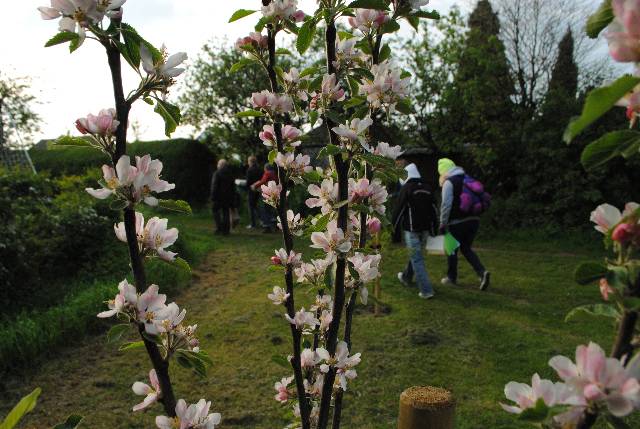 A close up of tree blossom with people walking in the background.