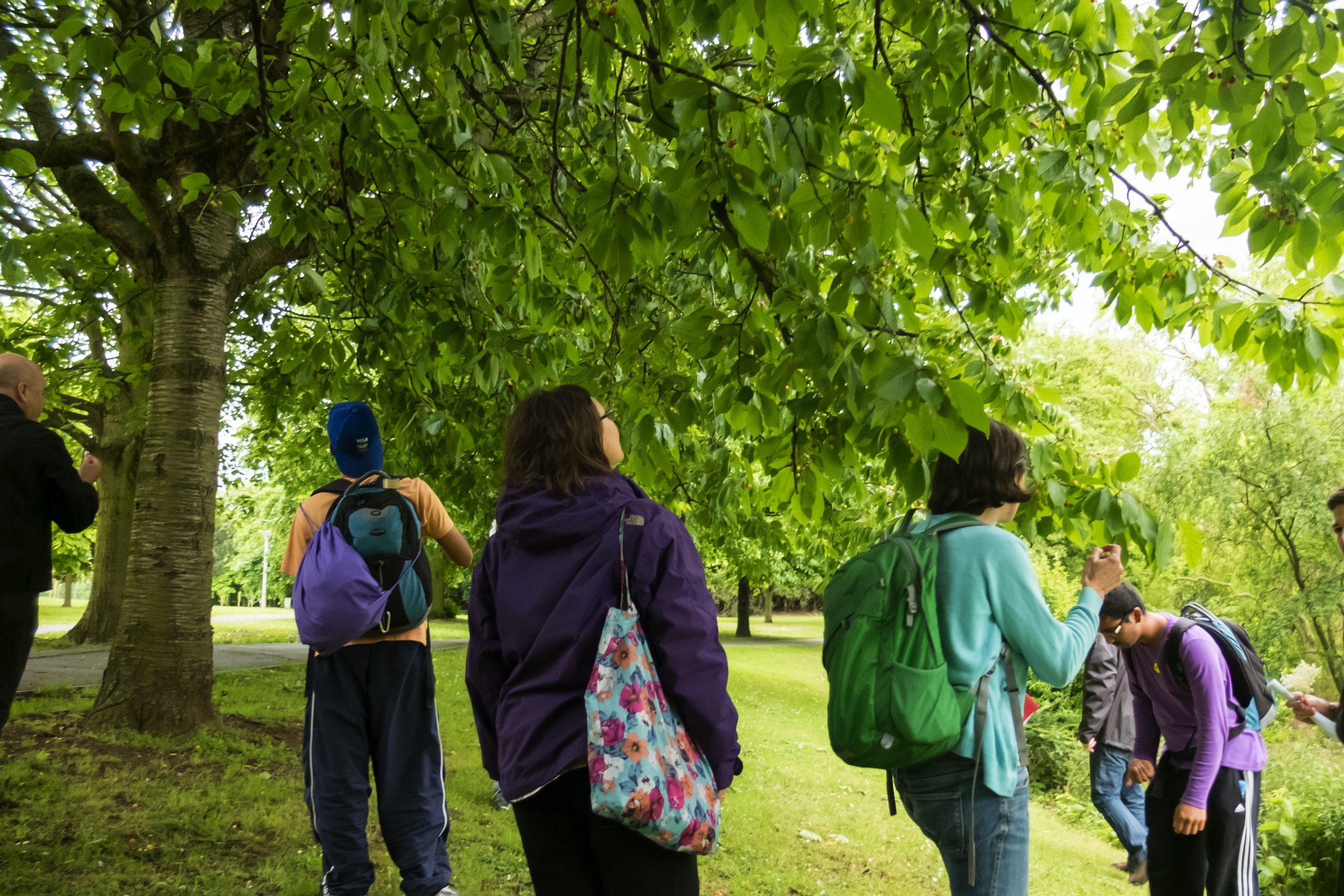 A group of people walking under several low hanging tree branches.