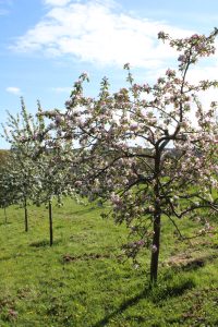 Young fruit routes in an orchard in blossom on a spring day