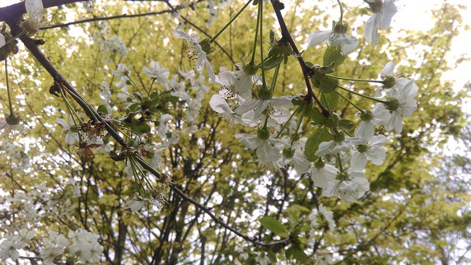 Close up photo of white blossom growing on a fruit tree