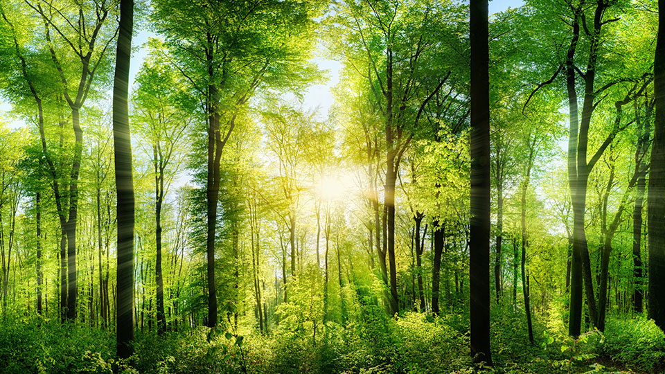 Sunshine streaming through a green wood