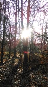 Woodlnad in winter with the low winter sun shining brightly from behind a tree trunk