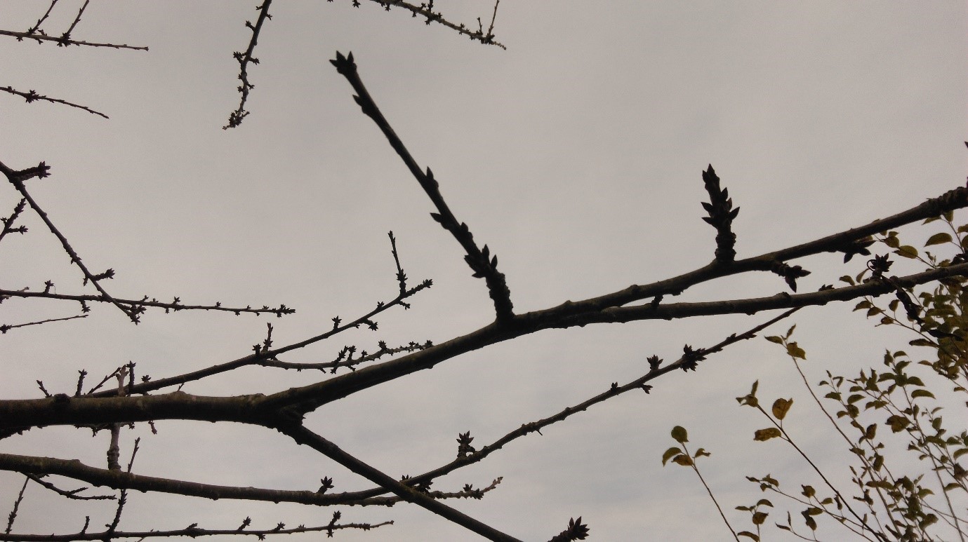 Grey sky with bare fruit tree branches showing the first buds of new growth